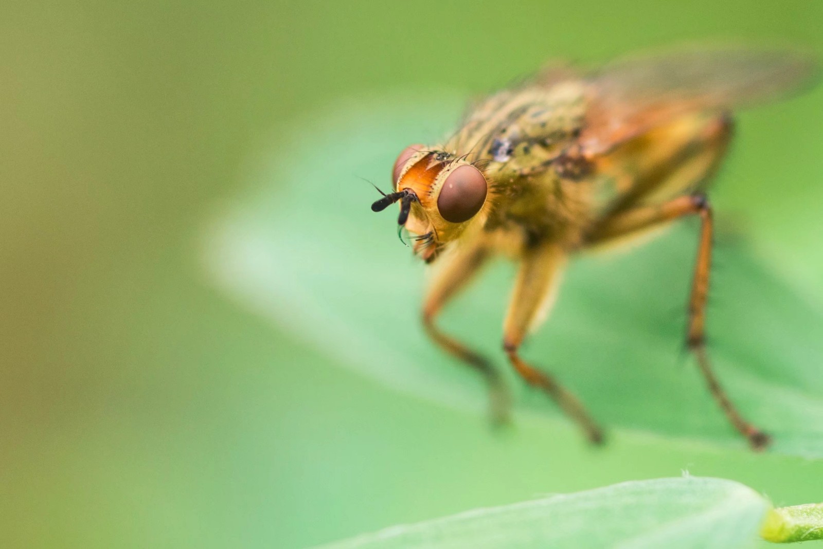 微距昆虫世界—黑腹果蝇|果蝇|微距|昆虫世界_新浪网