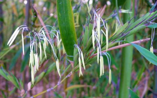都说竹子开花大凶之兆但这种竹子结的果却很受待见你认识么