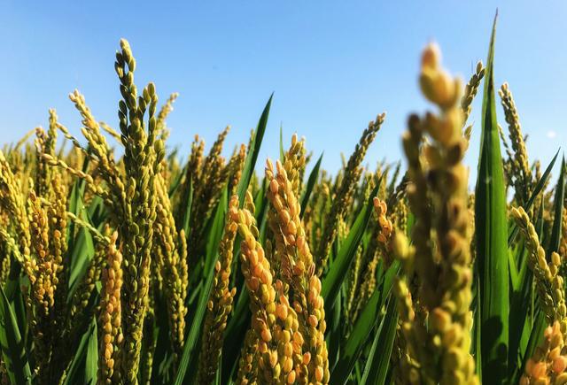 辽宁盘锦:浅秋·稻田|盘锦|稻田|水稻_新浪新闻