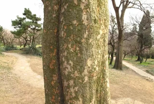 如何区分榆树、榔榆、榉树、朴树等榆科植物?|朴树|榔榆|榉树_新浪新闻