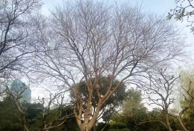 如何区分榆树、榔榆、榉树、朴树等榆科植物？