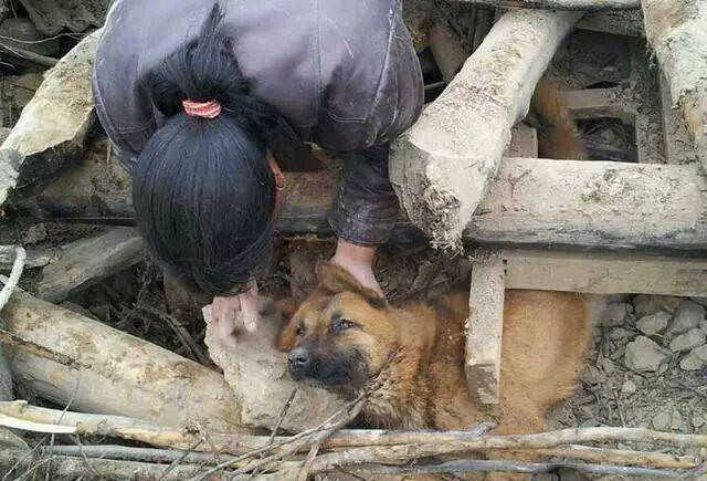 收养了只流浪狗,当灾难来临,狗狗舍命救主人自己却被压在废墟下