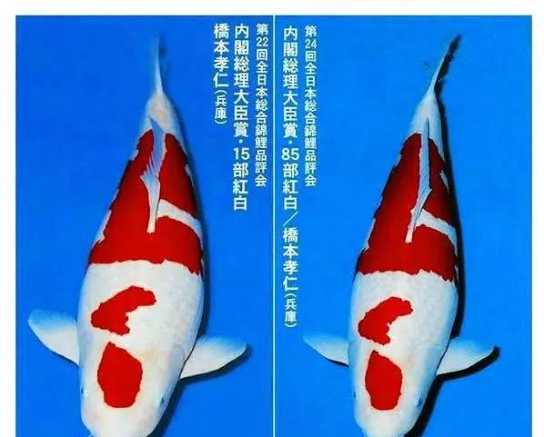 直到1989年,楼兰才首次出现在日本锦鲤比赛中