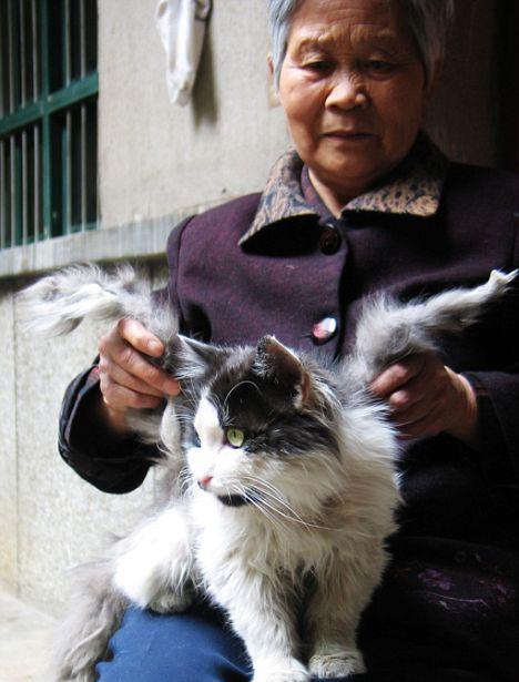 四川发现长翅膀的猫, 竟是被骚扰导致的