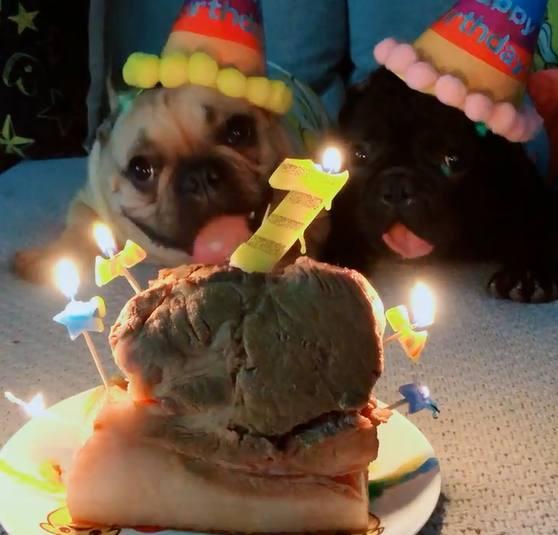 主人给斗牛犬过生日并准备礼物,结果看到礼物后,笑翻了