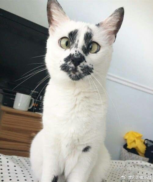 网络上爆红了一只有一双斗鸡眼的猫咪,总是盯着自己脸上对称的花纹