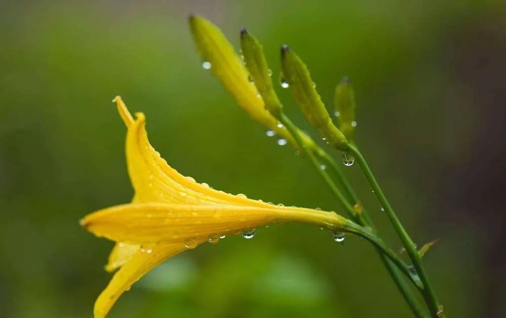 小狗电器ipo似乎要黄了!