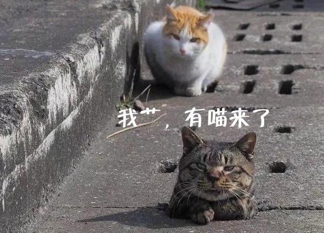 猫咪掉坑里,惨遭围观,网友:他曾经是个王者,后来掉进了坑里