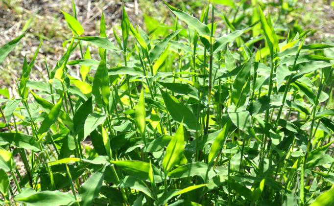 为什么会有口腔炎 98b0-hitesuy8892576.png