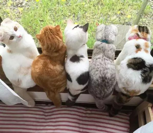 日本铲屎官养了10只喵,日常养猫场面十分壮观,大家感受下