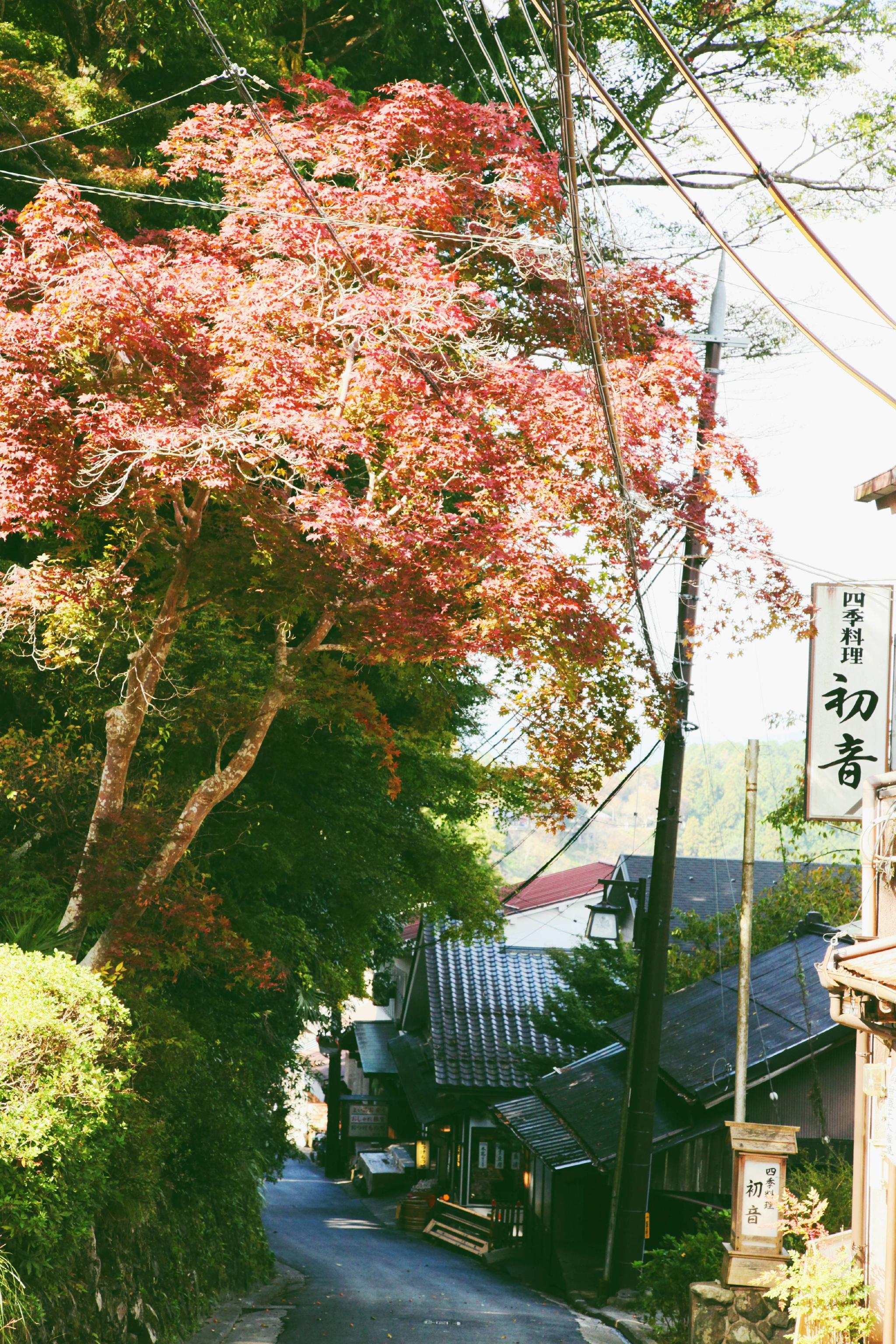 日本奈良县吉野山,距离奈良县坐近铁大概1个半小时