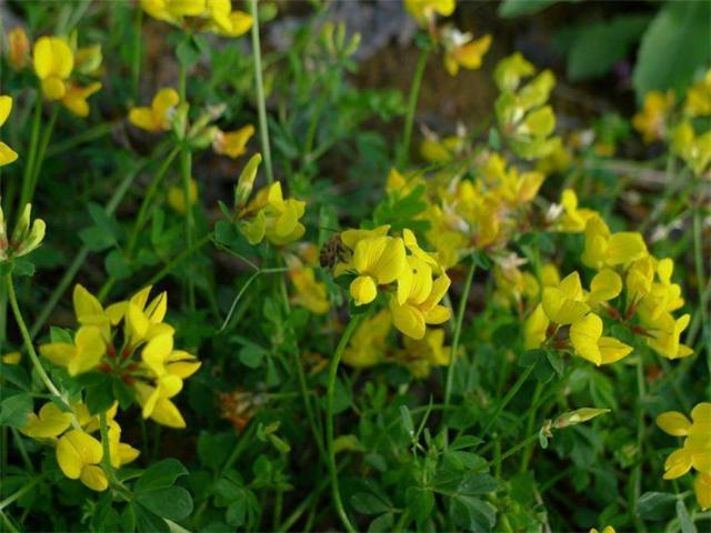 牛角花怎么播种,花朵金黄色,花开耀眼
