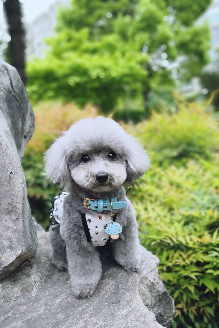 萌宠美图:小泰迪米妮和米多多放风记