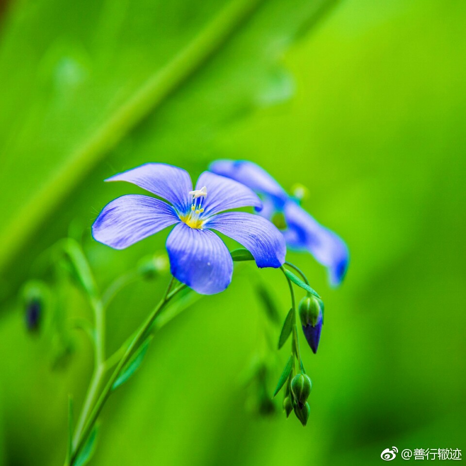 宿根亚麻清新雅致小蓝花拍摄于龙泉植物园
