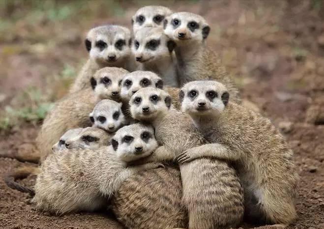 摄影历史罕见的动物全家福! 你有幸见过几个呢?|全家福|摄影|家族_新