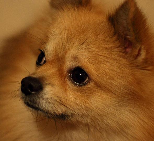 内涵搞笑图:动物界犀利的眼神,瞬间秒杀一切,我被萌呆了!