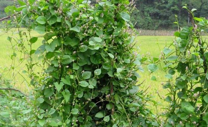 农村的一个宝贝是补钙的高手老人和孩子要多吃