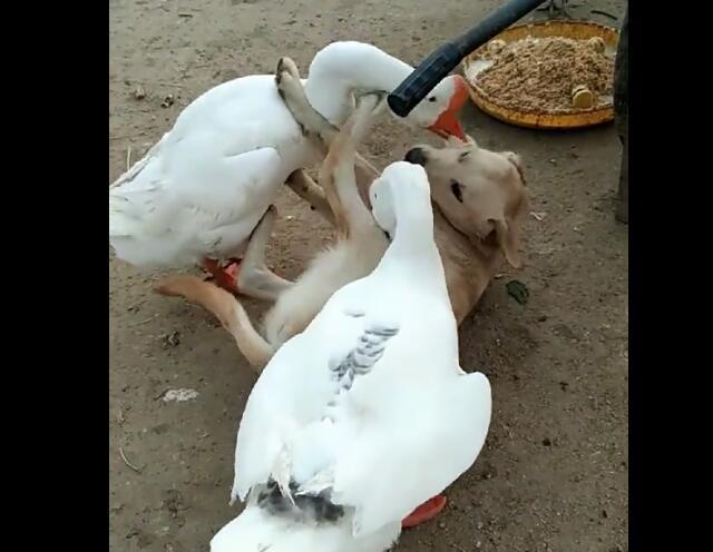 狗狗被二只鹅欺负,被鹅扑倒在地,不敢用力反击!