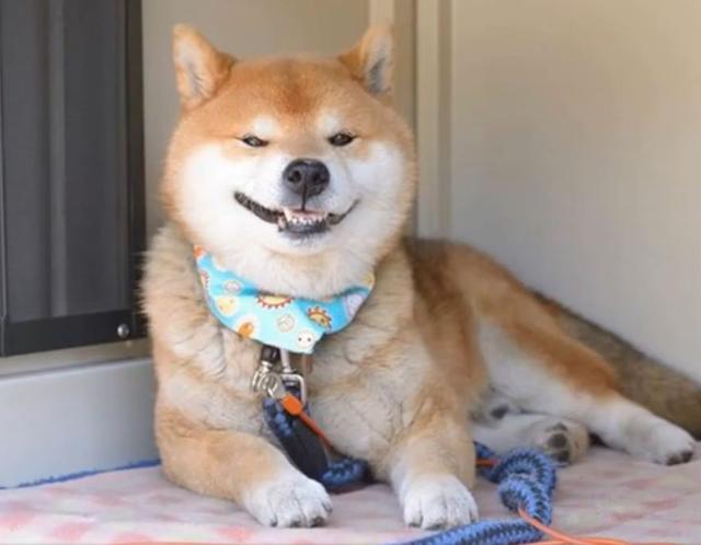 柴犬中的表情帝,邪魅的笑中带一点小霸气,妥妥的表情包