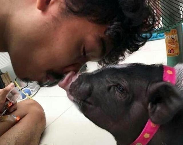 男子养一头大猪当宠物,每天亲密拥吻,一时间爆红网络