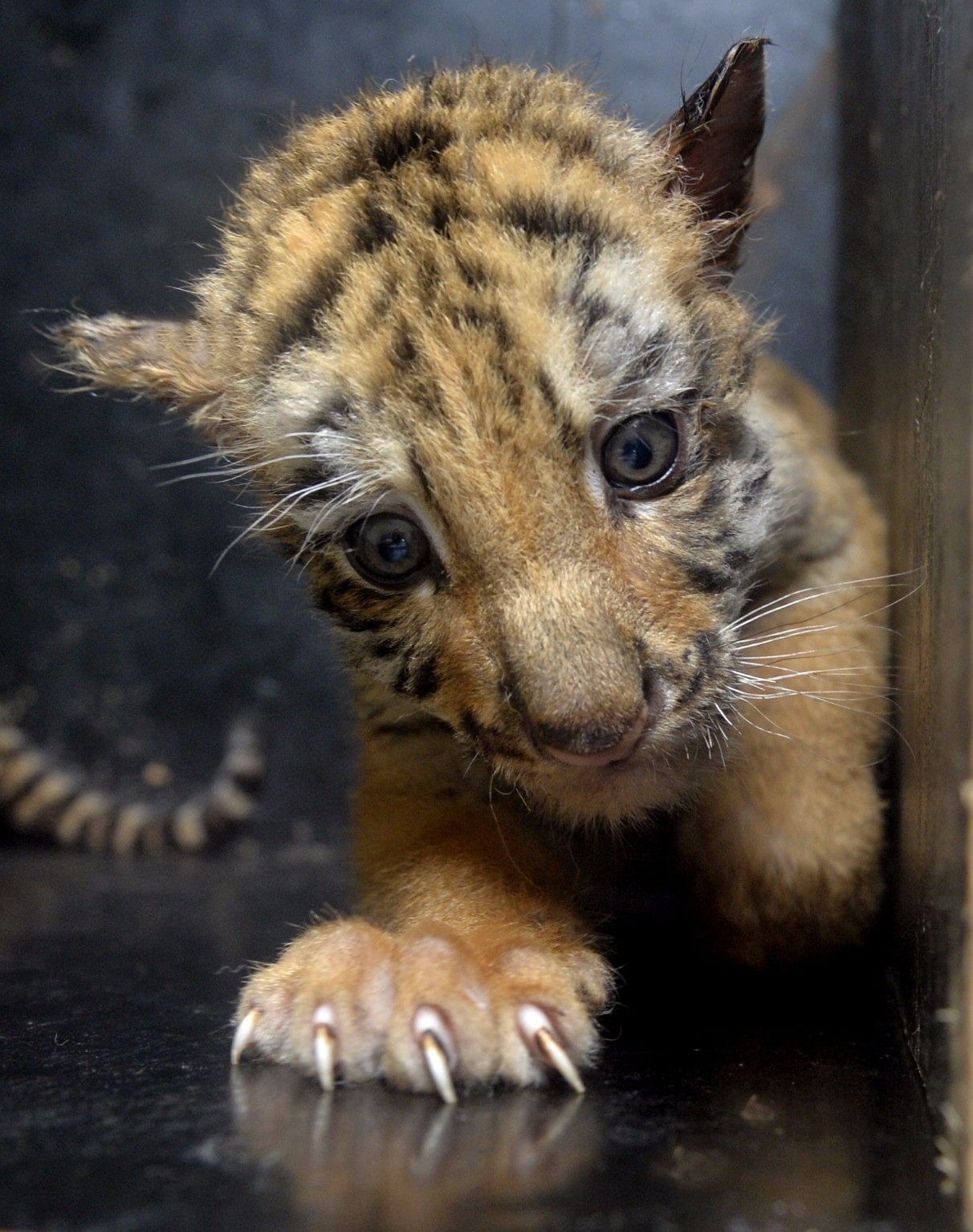 虎园迎来了繁育高峰,截止到目前,已经有8只母虎繁育幼崽,"今年与往年