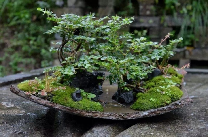 创意盆景…早安