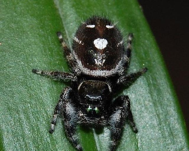 地球上7大最可爱的蜘蛛, 带刺的笑脸蜘蛛, 有猫脸的蜘蛛