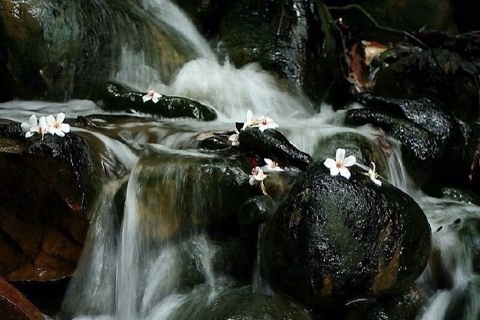 何处碧桃谢,满溪流水香