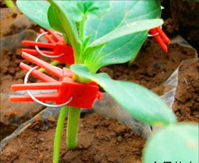 把西瓜苗嫁接在南瓜上,30天后发生神奇的一幕,意想不到_新浪看点