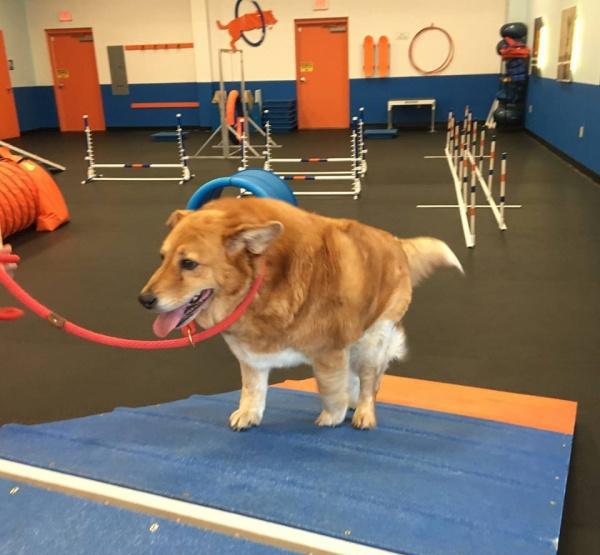 黄金猎犬胖到36公斤,狗狗健身房帮它减肥好找家!