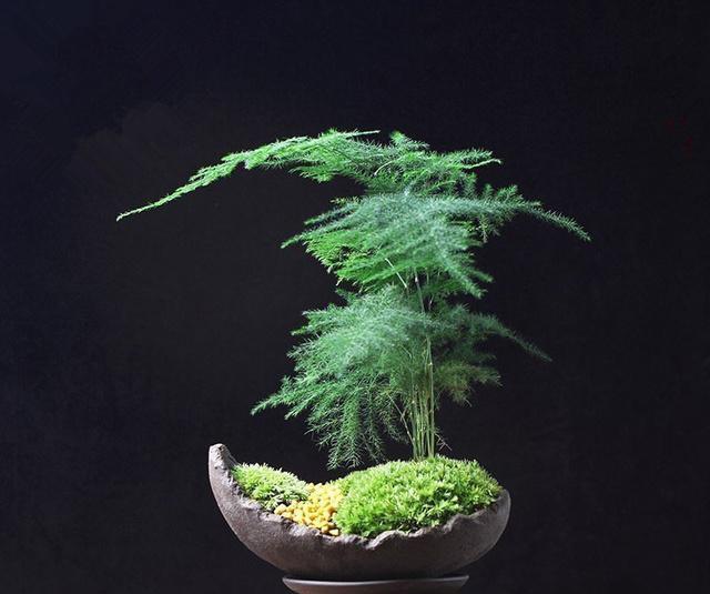 想让家里文竹养的好,一年四季绿油油不黄叶,得这样浇水!