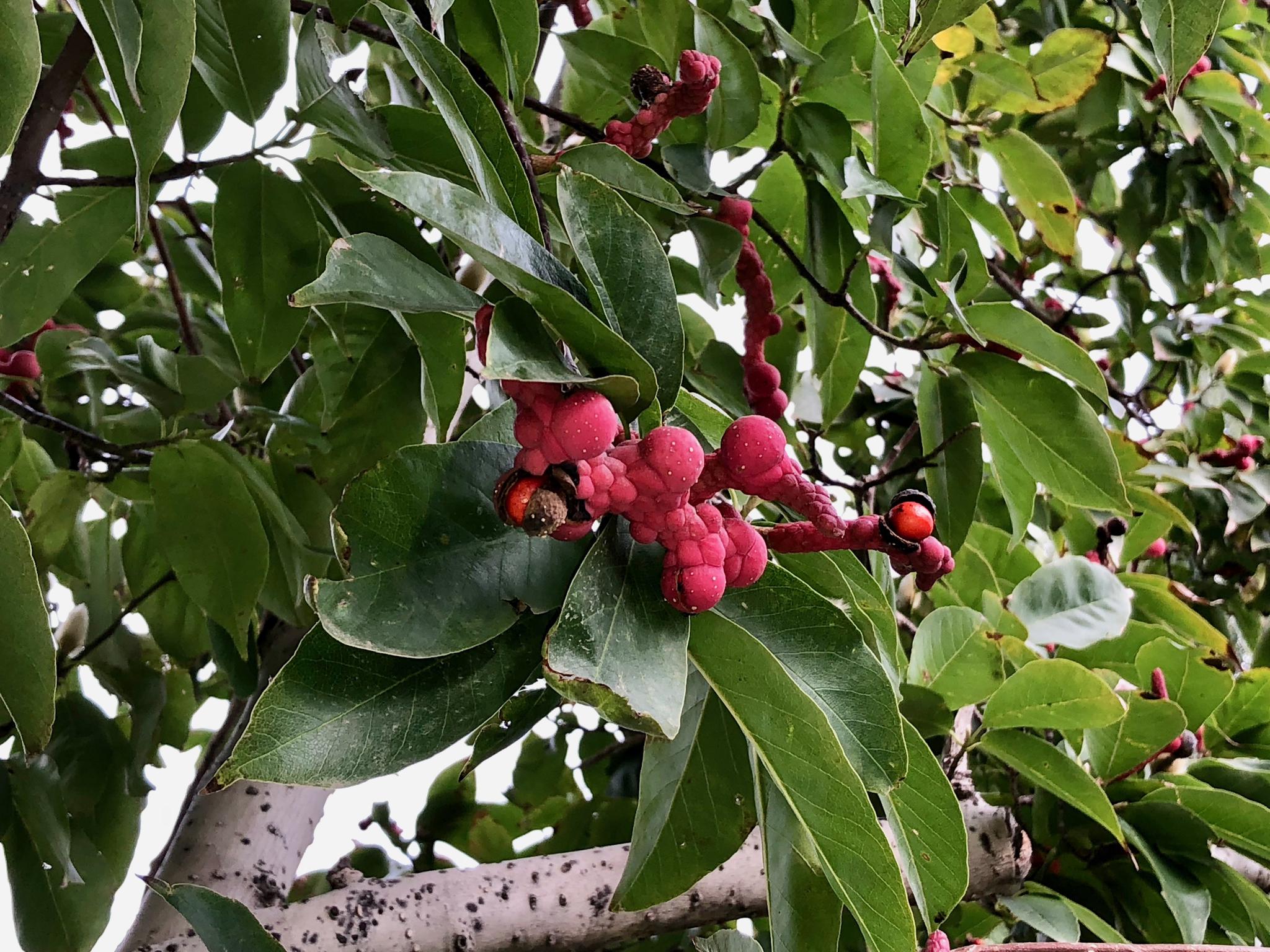 红灿灿的玉兰果已经开始成熟结籽了,北京奥林匹克公园