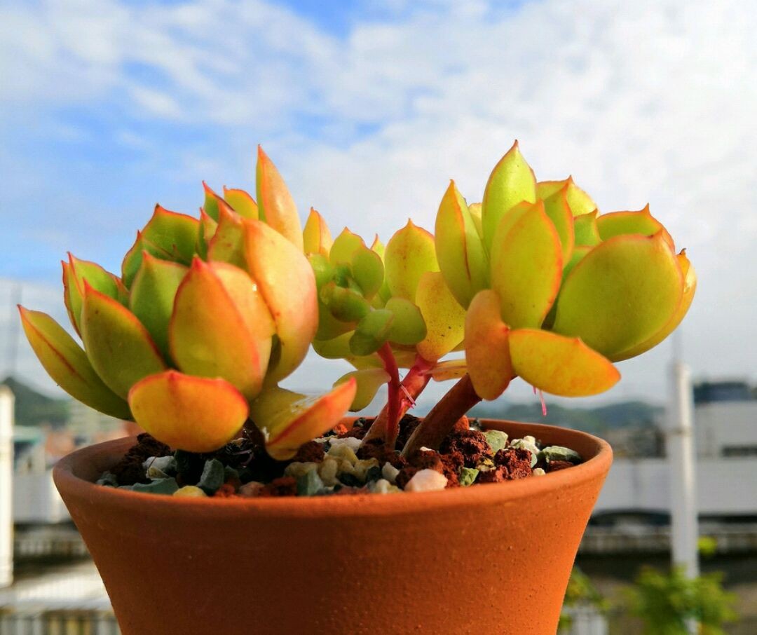 死去,秋天才刚刚有一点温差颜色就上来了,红粉佳人是景天科属多肉植物