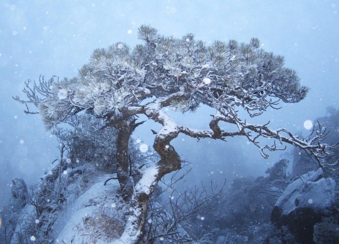 大雪压青松,青松挺且直.早安