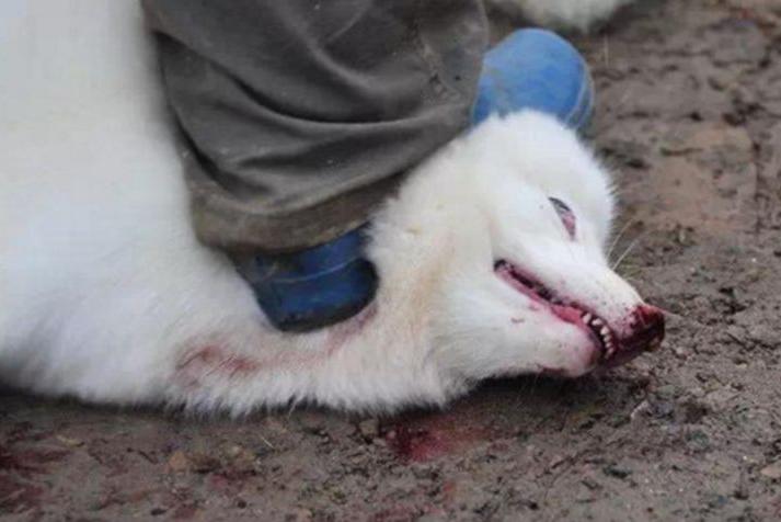 姥爷捡回一只死狐狸杀掉后怪事接连发生姥爷才知犯错