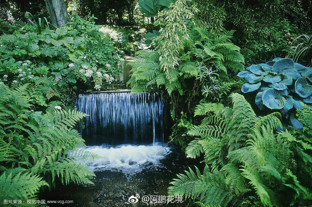 这些花和植物到底是什么 它们的功效和种植方法介绍