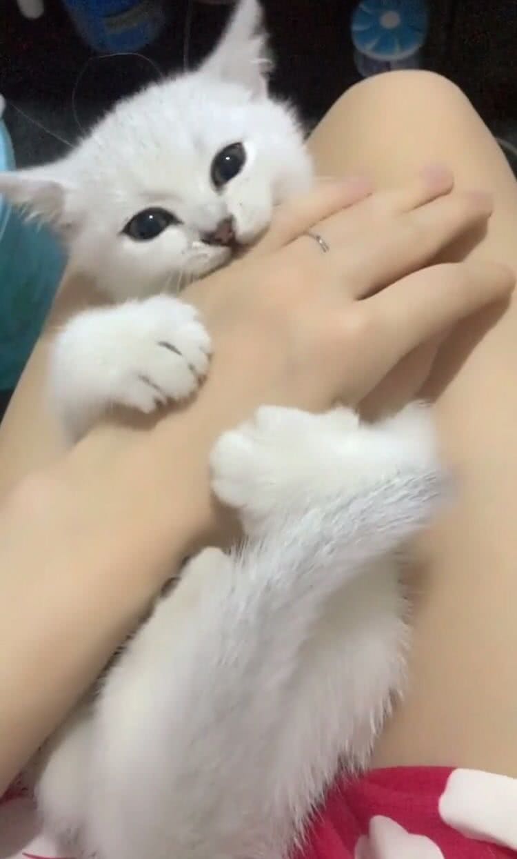 连咬人都这么可爱,的小奶猫你是给人下蛊了吗!