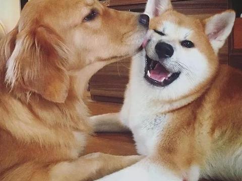 柴犬哥哥太矜持,经过金毛妹妹主动撩拨,终于开窍,网友笑翻了