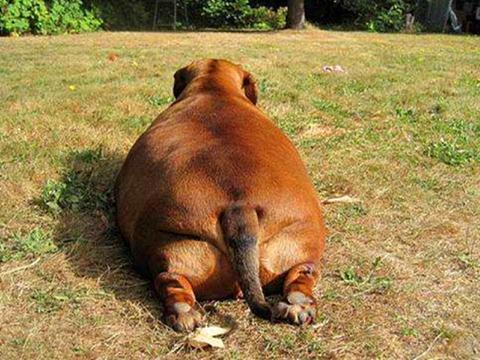 狗狗吃成猪,每天叼着盆要饭吃,网友:这么肥要留着过年?