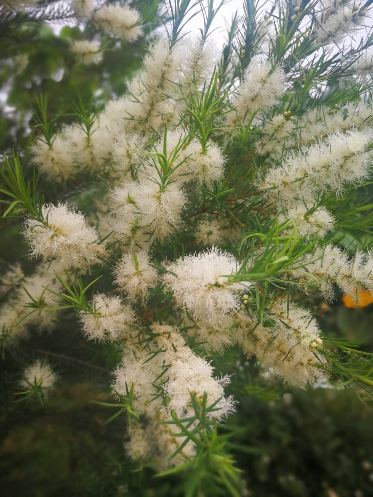 偶遇白千层,天使般纯洁美丽,身姿动感轻盈,香气浓郁,需求广泛