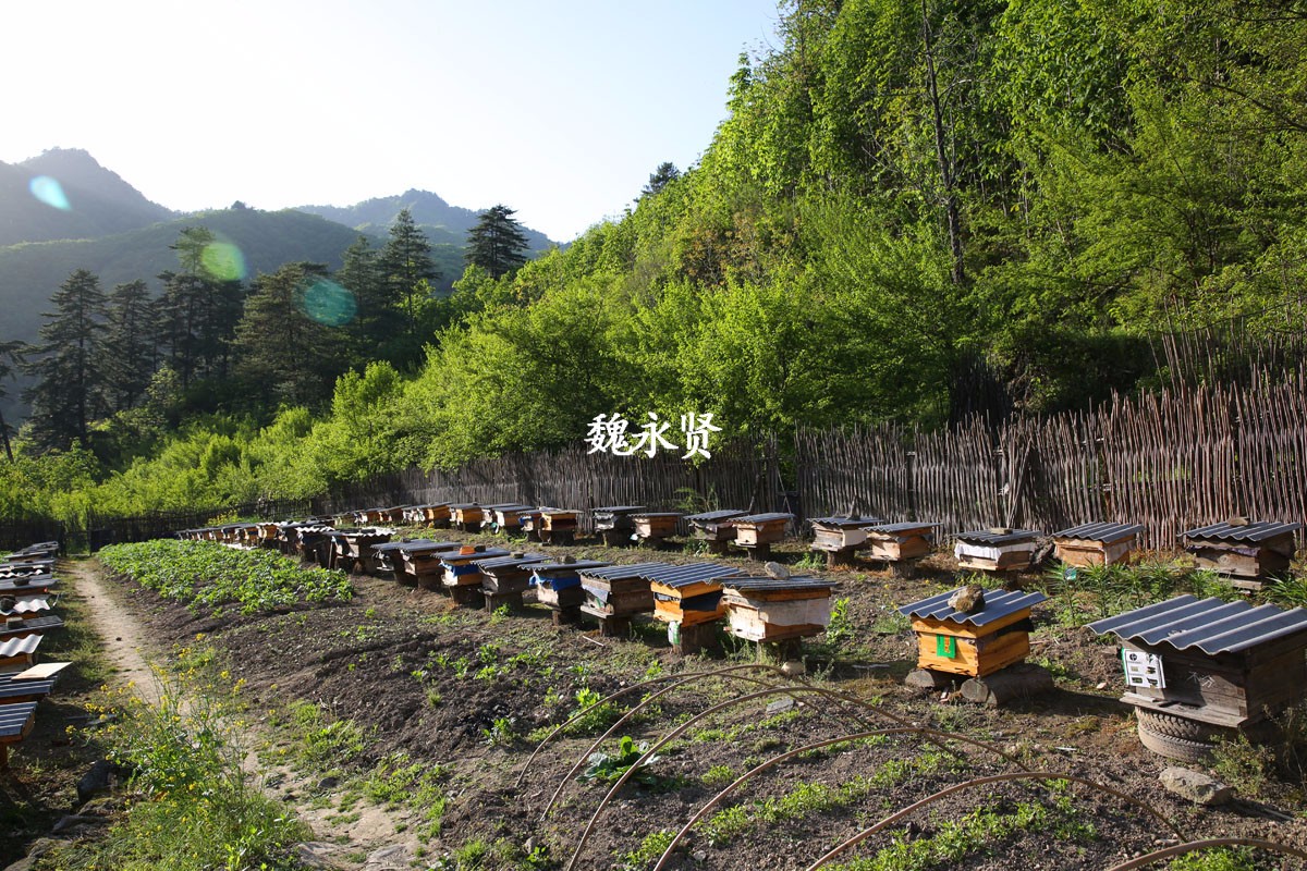 佛坪三官庙拍农户养蜂偶遇大熊猫