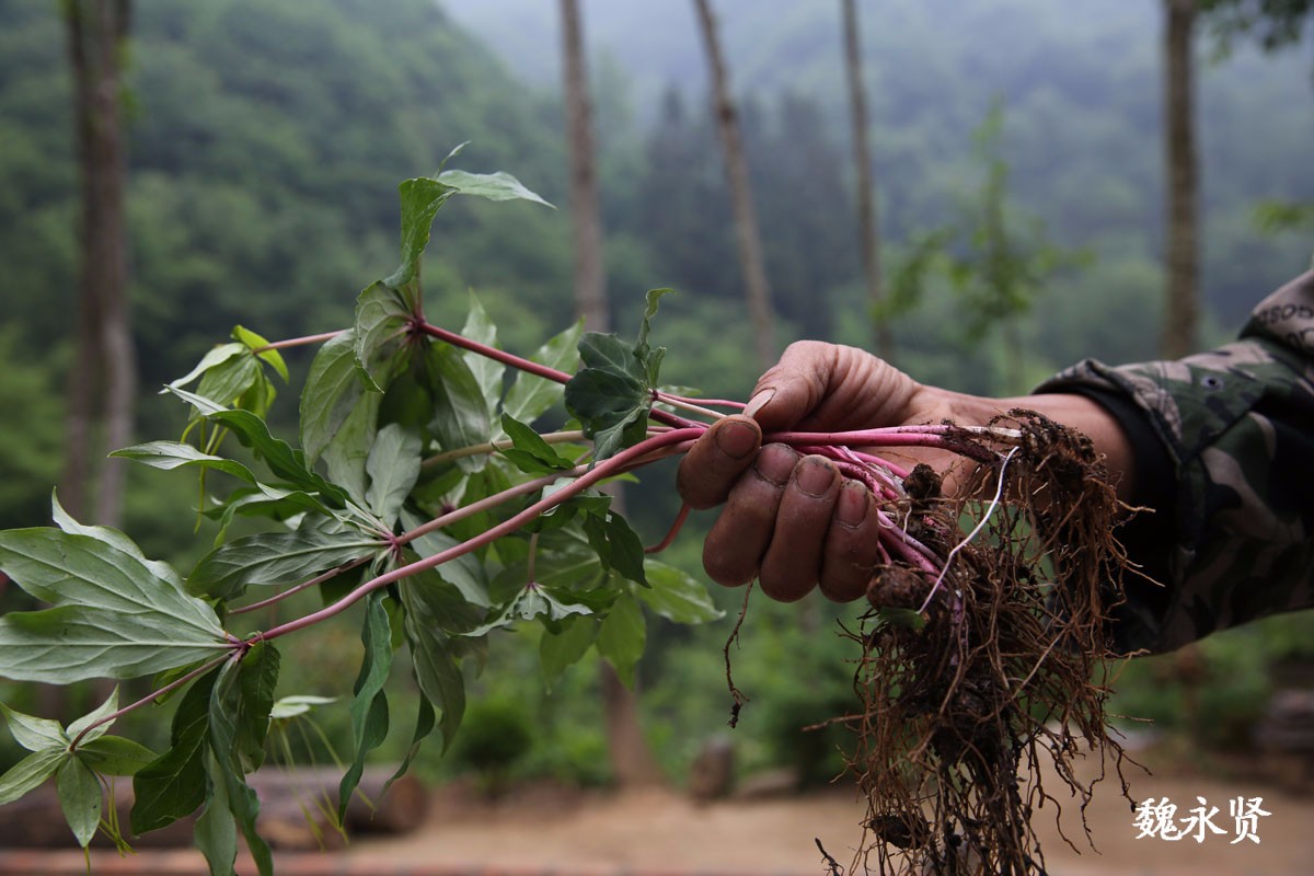 重楼的种子要怎样播种