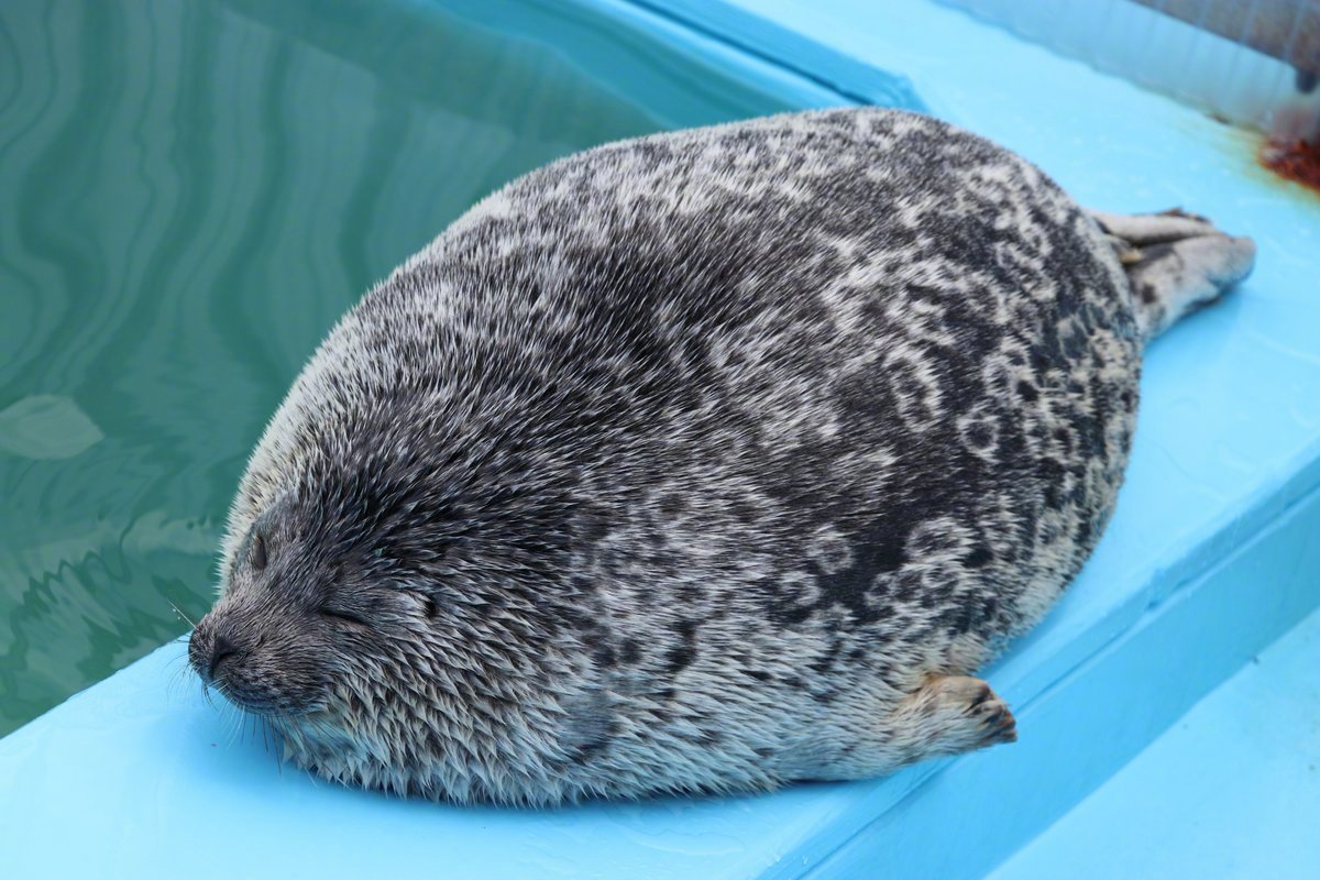 海豹球的另外一种形态出现了:超级毛绒绒海豹球!