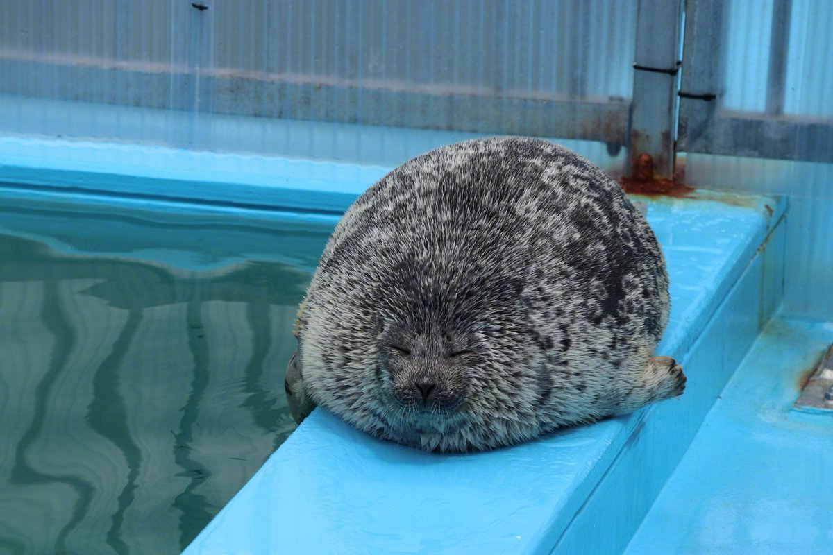 海豹球的另外一种形态出现了:超级毛绒绒海豹球!