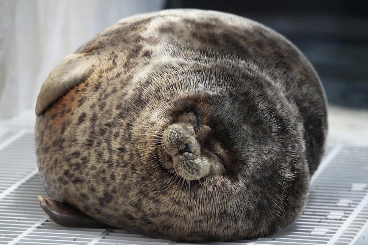 海豹球的另外一种形态出现了:超级毛绒绒海豹球!