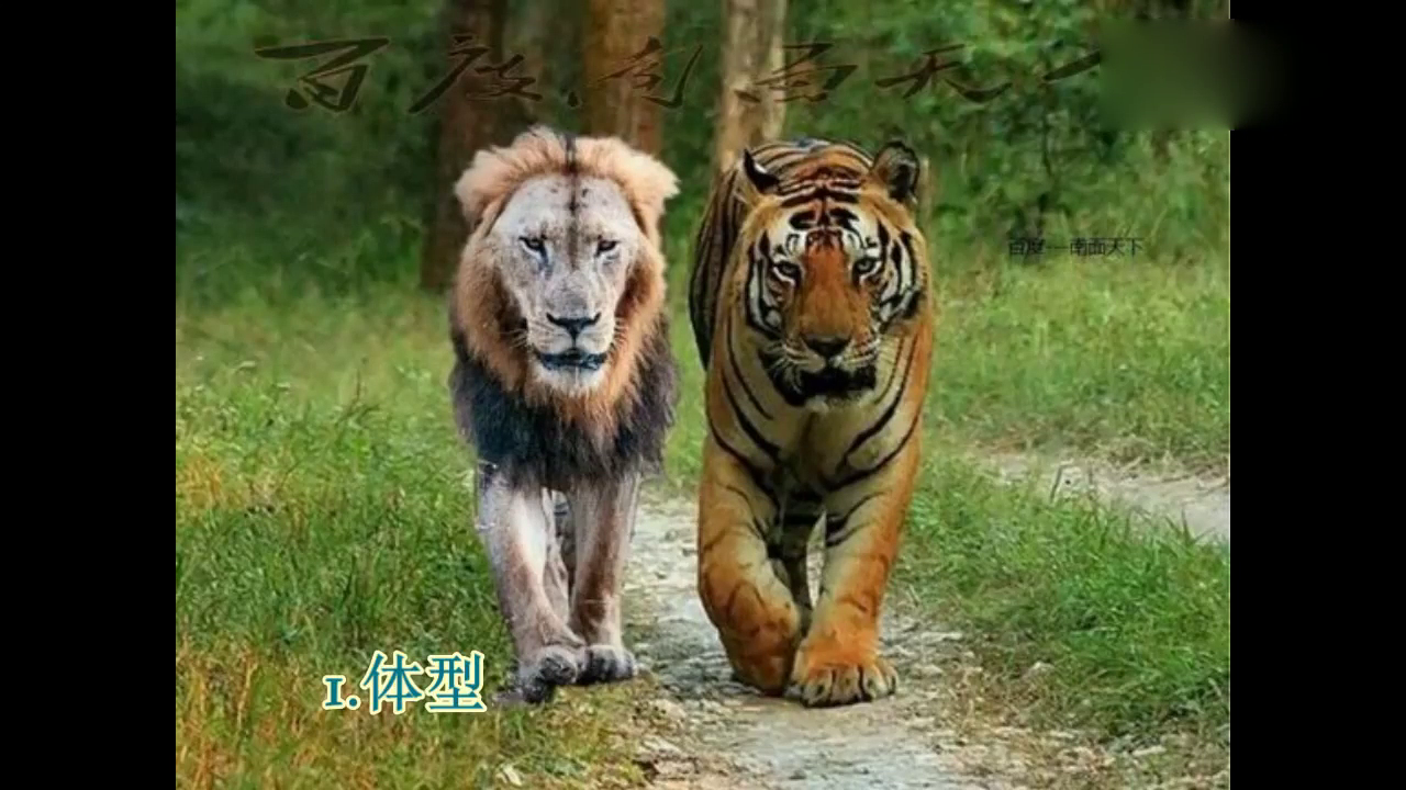 狮子和老虎身体各项数据全面对比,老虎完胜狮子!