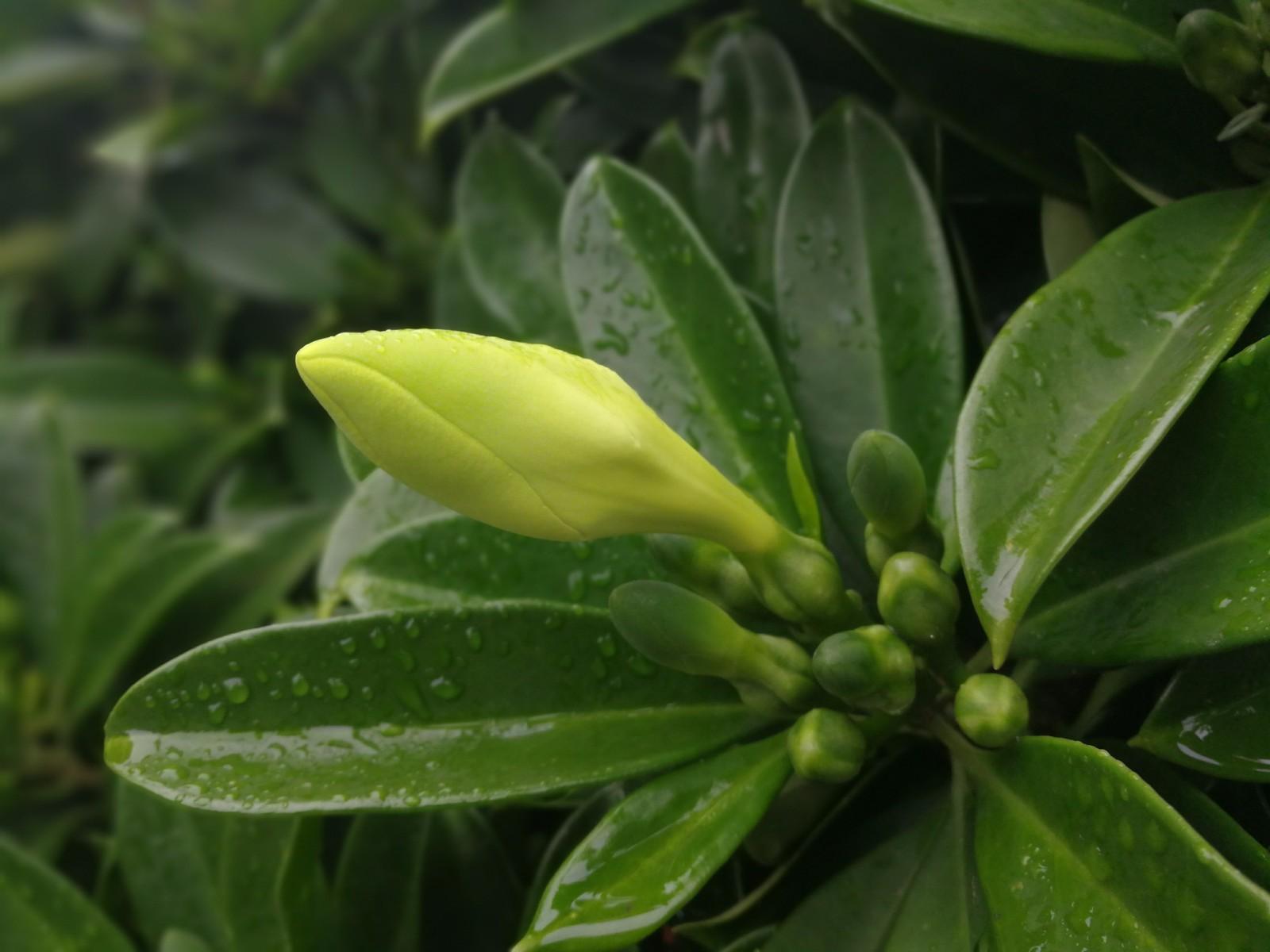 灰莉,又名非洲茉莉,华灰莉,鲤鱼胆,灰刺木,箐黄果,小黄果,马钱科灰莉