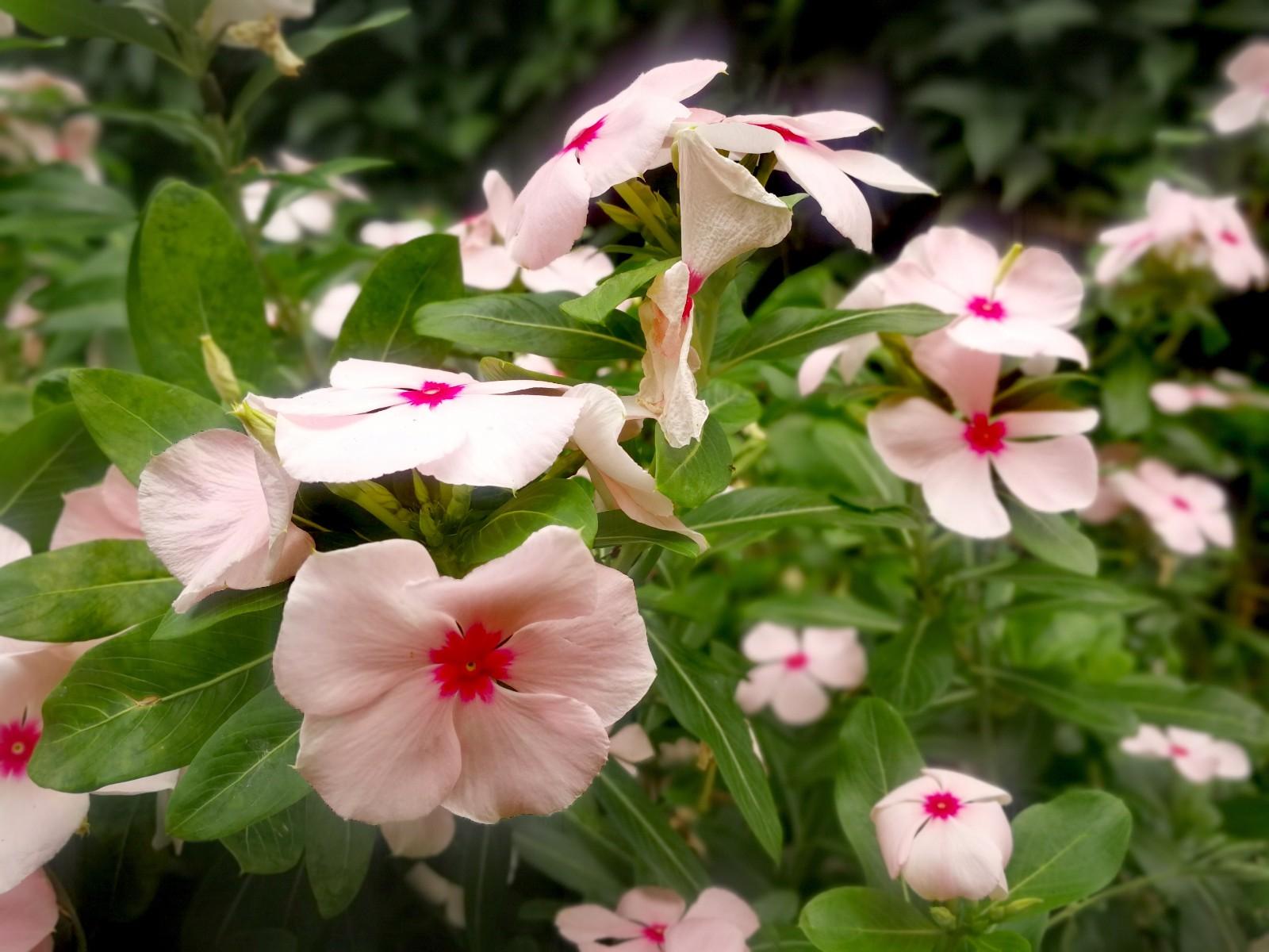 浪漫的夏季,长春花,给你一个粉红的回忆|长春花|花语|花儿_新浪新闻