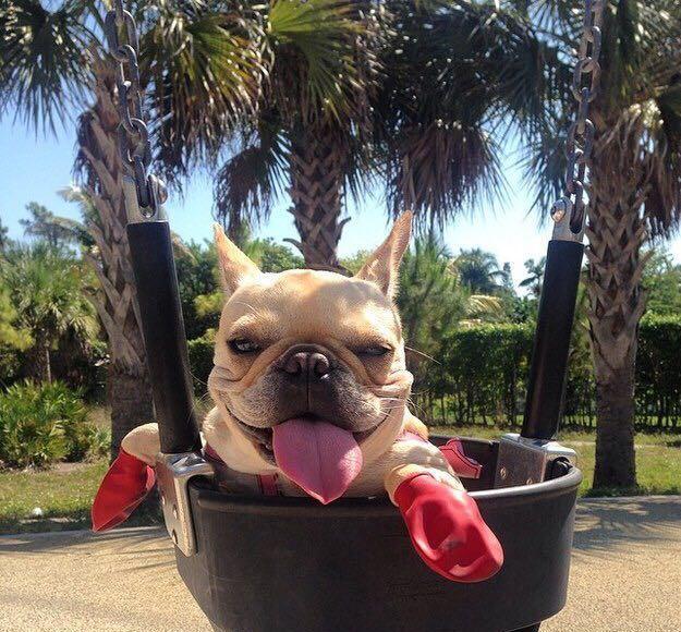 舟舟法国斗牛犬帮买及案例,帮你买到价格性价比高的法国斗牛犬