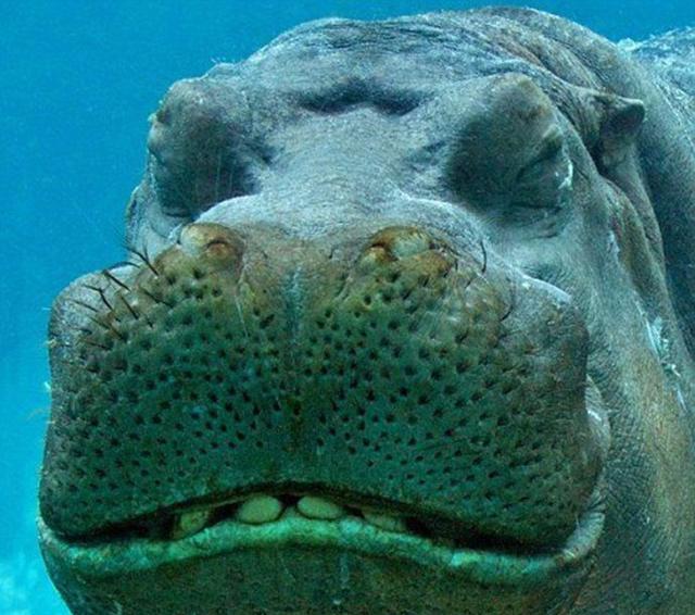 组图: 动物世界最可爱的微笑, 长江江豚最萌, 大熊猫最憨